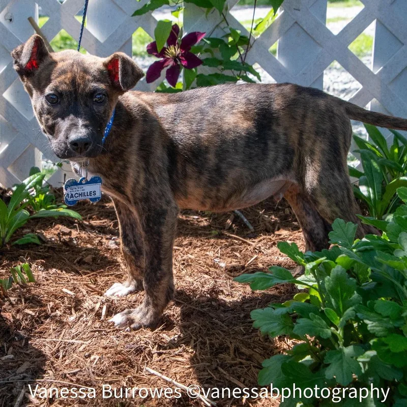 A baby small-sized male Brindle Terrier dog named Achilles for adoption in Wake Forest, NC