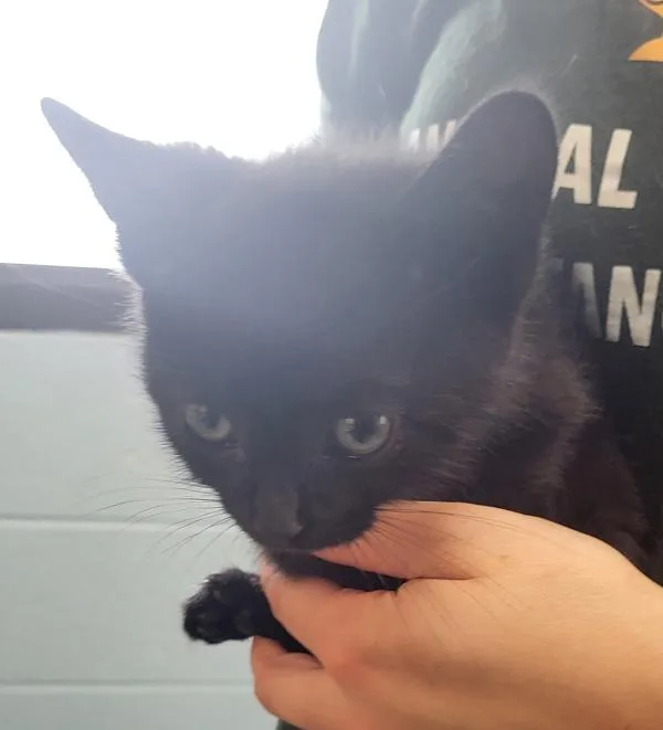 A baby small-sized male Domestic Short Hair cat named Nf for adoption in Lawrenceville, GA