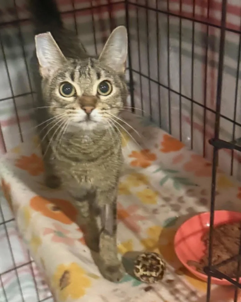 A young medium-sized female Tabby (Brown / Chocolate) Domestic Short Hair cat named Melony for adoption in Las Vegas, NV