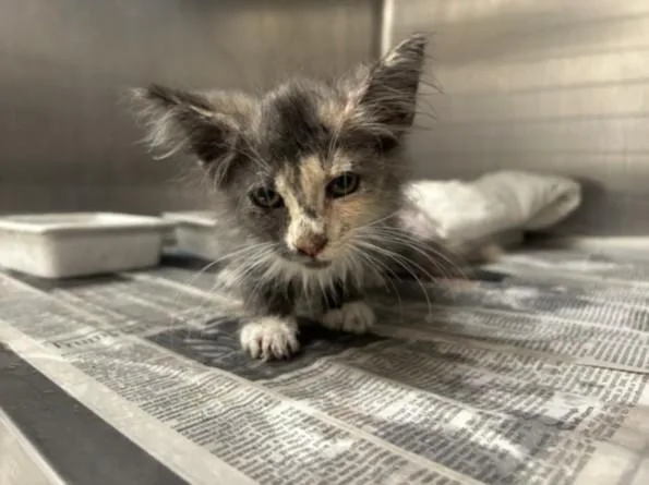 A baby small-sized female Domestic Medium Hair cat named Fendi for adoption in Los Angeles, CA
