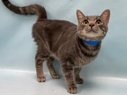 An adult small-sized male Domestic Short Hair cat named Willis for adoption in Coon Rapids, MN