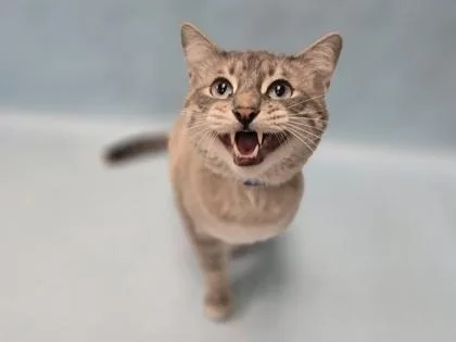 An adult small-sized male Domestic Short Hair cat named Simba for adoption in Coon Rapids, MN