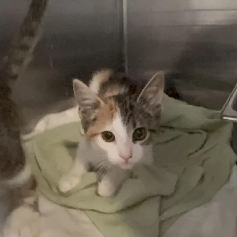 A baby small-sized female Calico Domestic Short Hair cat named Lemon Drop for adoption in Los Angeles, CA