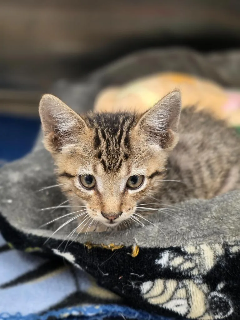 A baby small-sized male Domestic Short Hair cat named Tubs for adoption in Carthage, MO