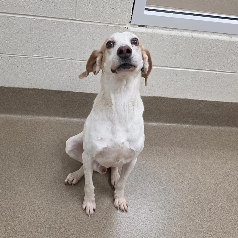 A senior medium-sized male Yellow / Tan / Blond / Fawn Hound dog named Alan for adoption in Chatham, VA