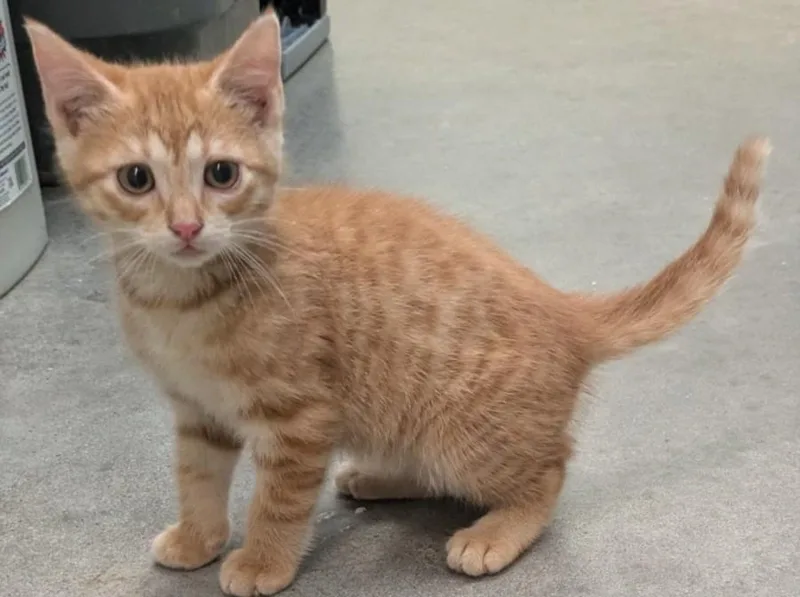 A baby small-sized male Domestic Short Hair cat named Vincent for adoption in Texas City, TX