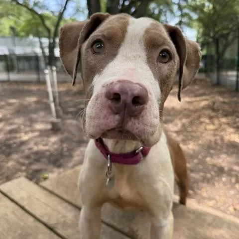 Maya