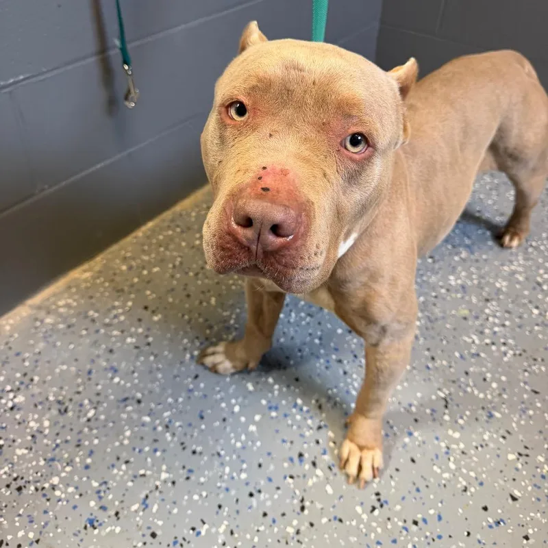 An adult medium-sized female Brown / Chocolate Pit Bull Terrier dog named Tuscstray for adoption in Tuscaloosa, AL