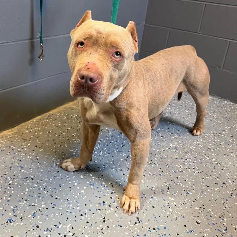 Tuscstray thumbnail 2