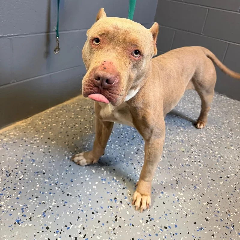 Tuscstray thumbnail 3