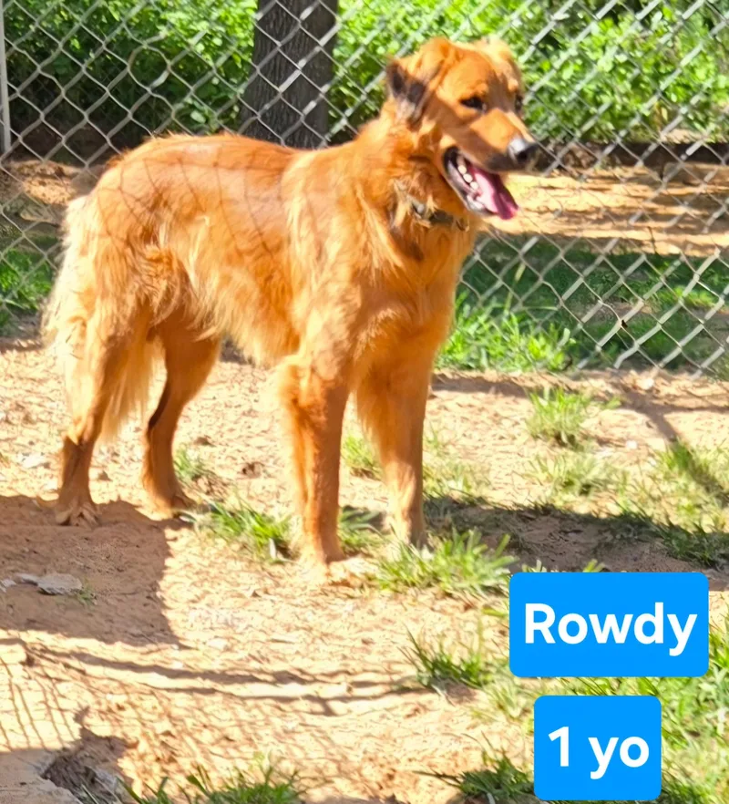 A young medium-sized male Golden Retriever dog named Rowdy for adoption in Milwaukee, WI