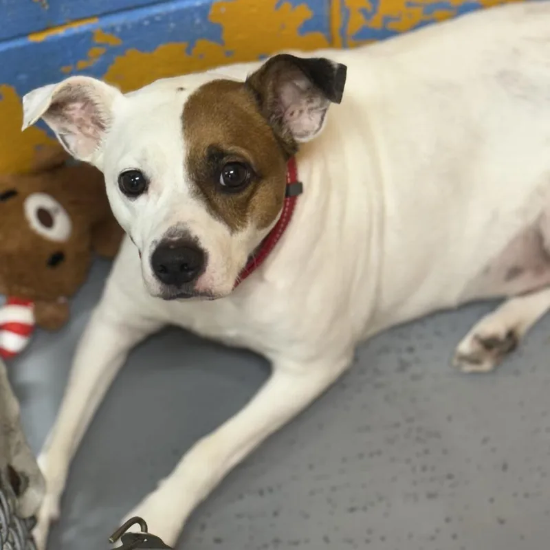 An adult small-sized male White / Cream Jack Russell Terrier dog named Leo for adoption in Ridgely, MD