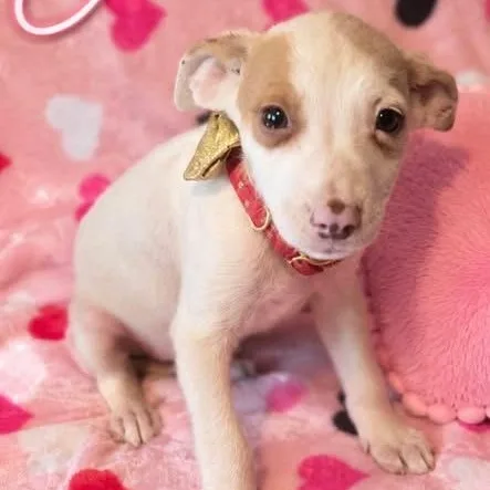 A baby medium-sized female White / Cream Australian Shepherd dog named Ellie for adoption in Brewton, AL