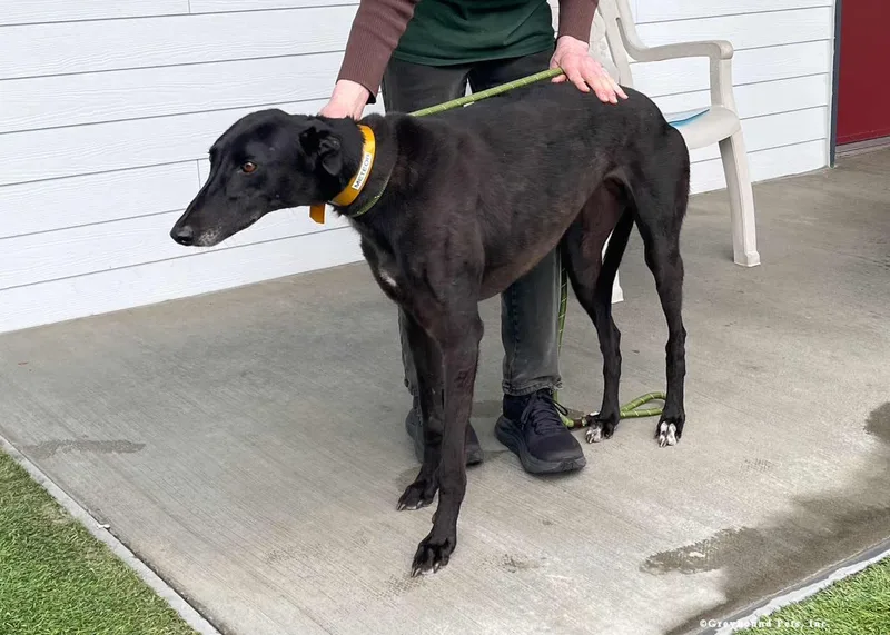 An adult large-sized female Greyhound dog named Meteor for adoption in Woodinville, WA