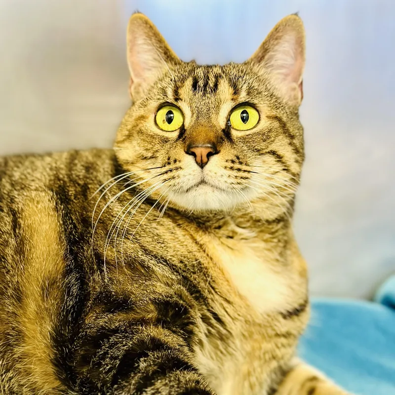 An adult extra large-sized female Tabby (Brown / Chocolate) Domestic Short Hair cat named Libby for adoption in Manahawkin, NJ