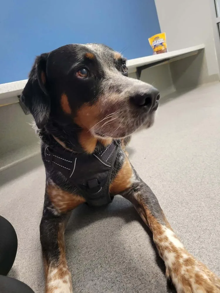 An adult large-sized male Bluetick Coonhound dog named River for adoption in Wellington, KS