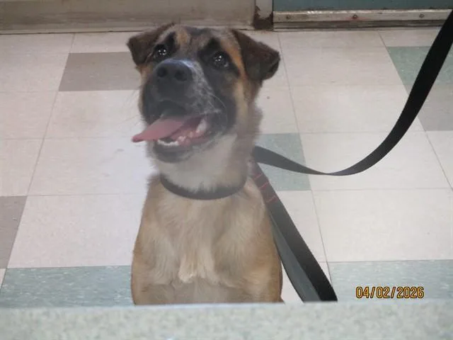 A young medium-sized female German Shepherd Dog dog named Penny for adoption in Oklahoma City, OK