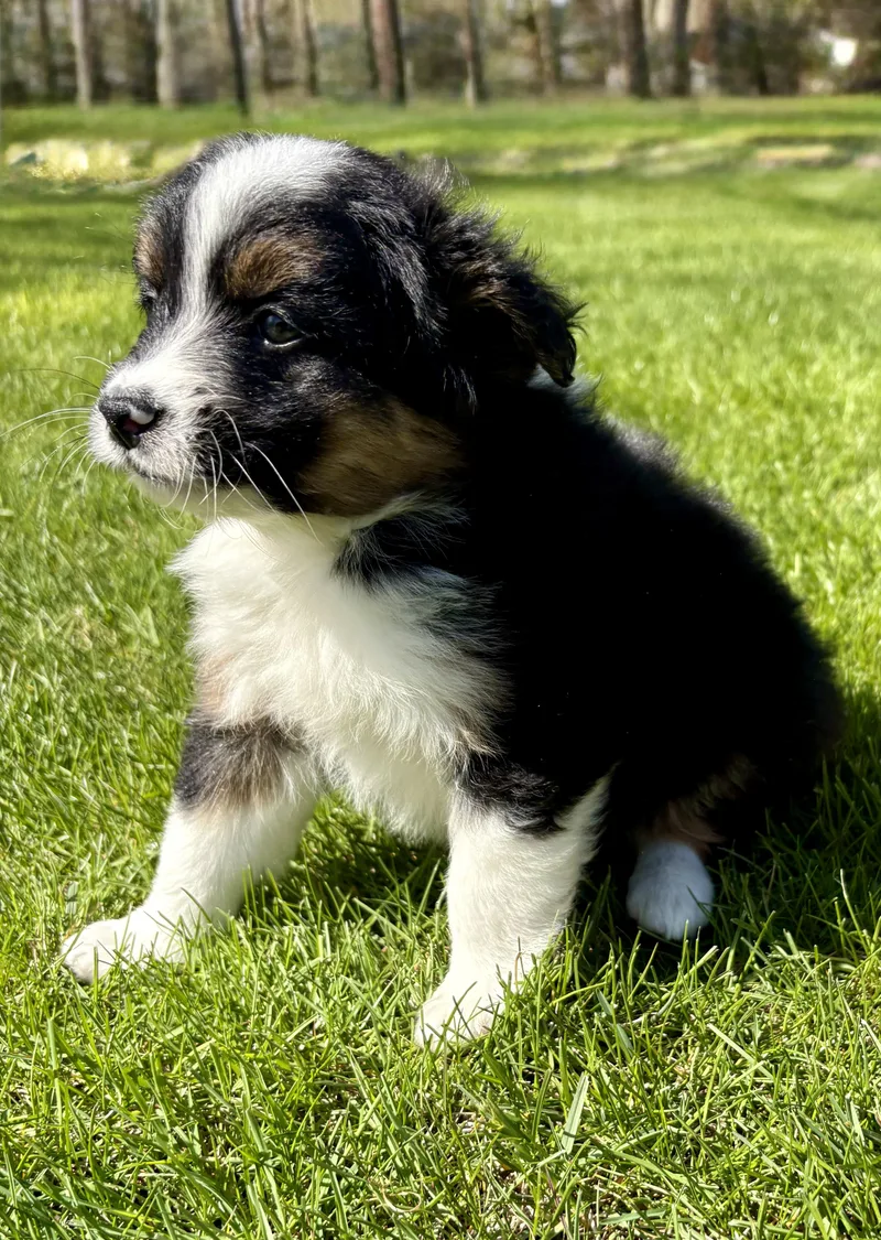 Tucker
