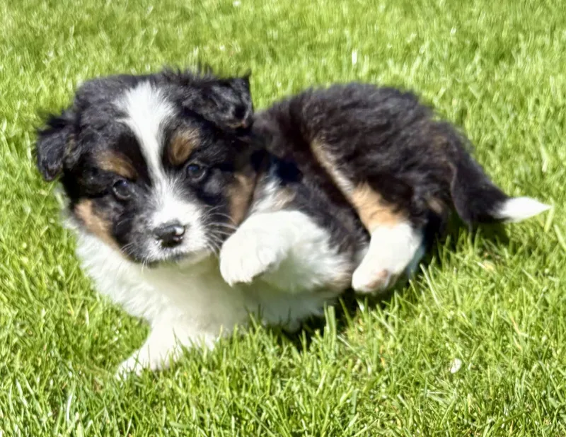 Tucker thumbnail 3