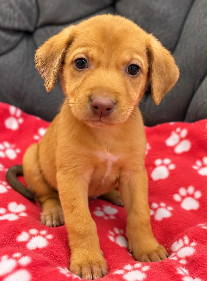 A baby medium-sized female Golden Shepherd dog named Seleste for adoption in miami, FL