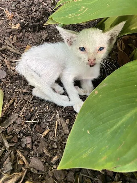A baby small-sized female Domestic Short Hair cat named Snow for adoption in Dallas, TX