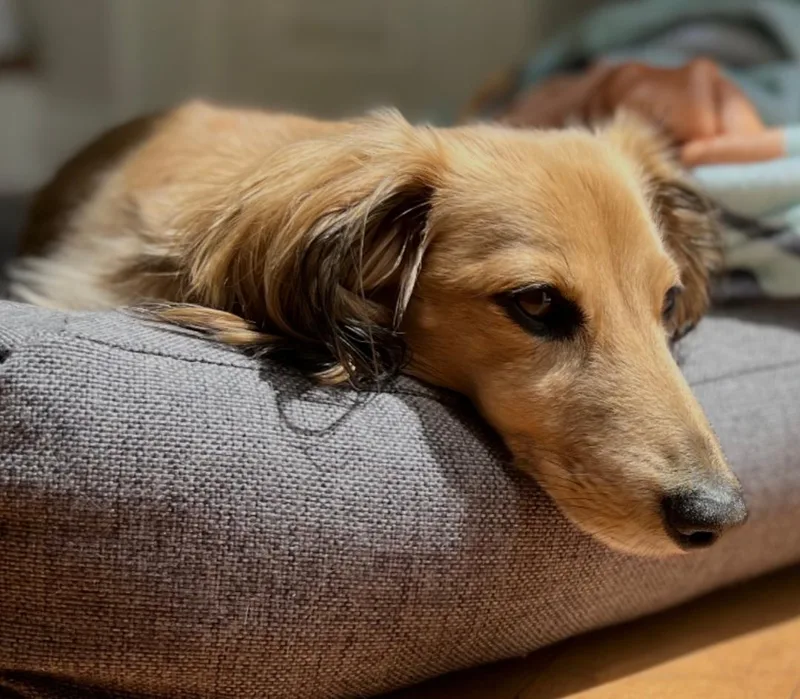 Milo