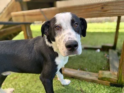 A baby medium-sized male Retriever dog named Spot for adoption in Gainesville, FL