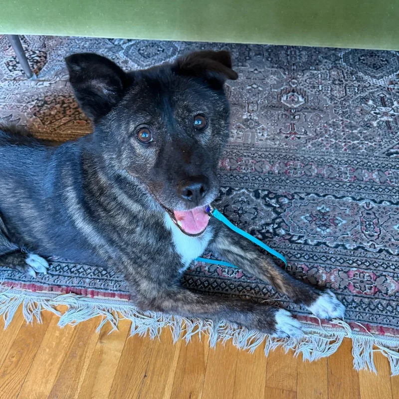 An adult large-sized male German Shepherd Dog dog named Maverick for adoption in Marina del Rey, CA