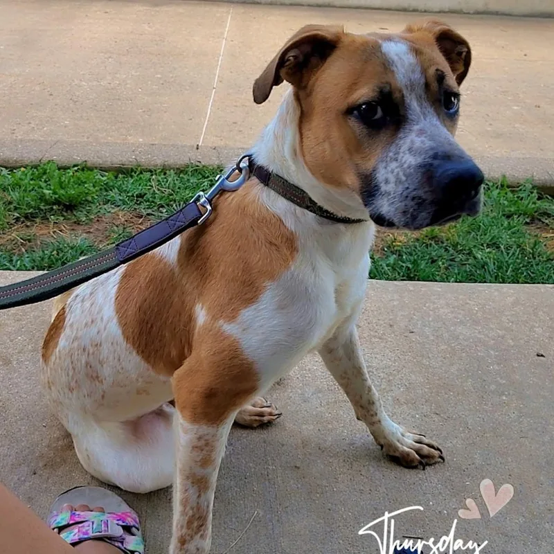 A young medium-sized male White / Cream Pit Bull Terrier dog named Loki for adoption in Eureka Springs, AR