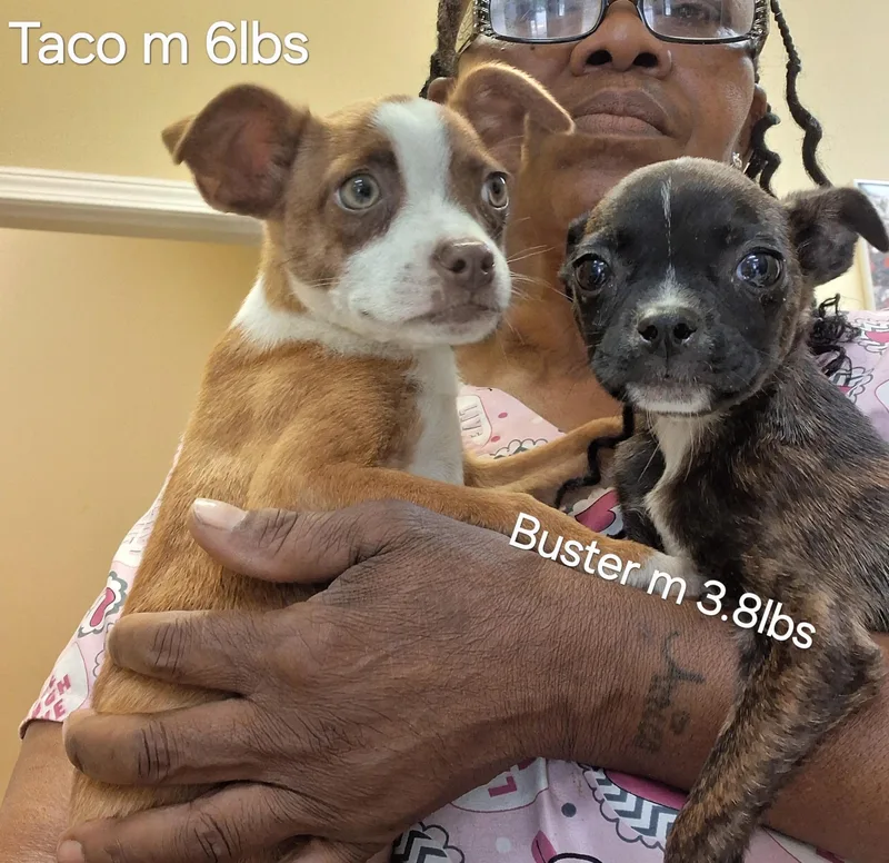 A baby small-sized male Brindle Chihuahua dog named Buster for adoption in Tylertown, MS