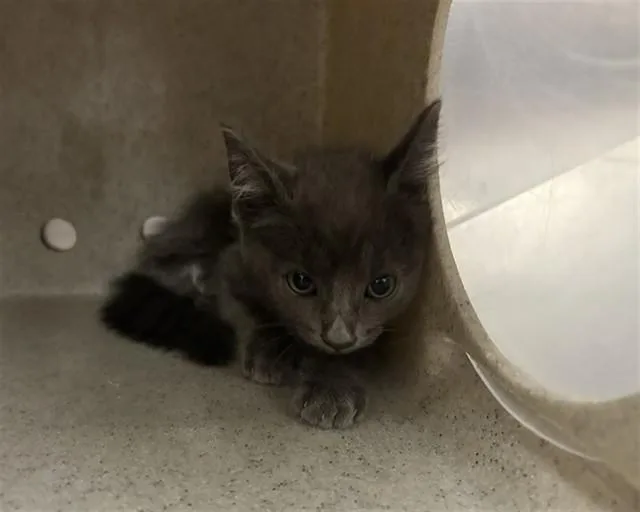 A baby small-sized female Domestic Short Hair cat named Sarsaparilla for adoption in Thousand Palms, CA