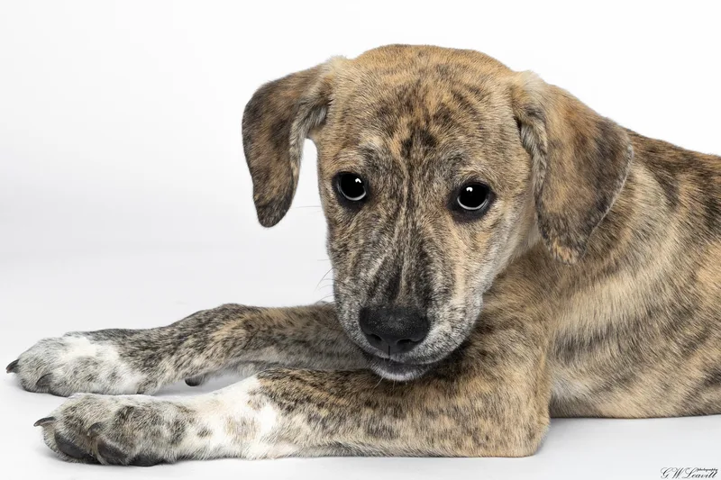 A baby medium-sized male Brindle Mixed Breed dog named Athens for adoption in BONIFAY, FL