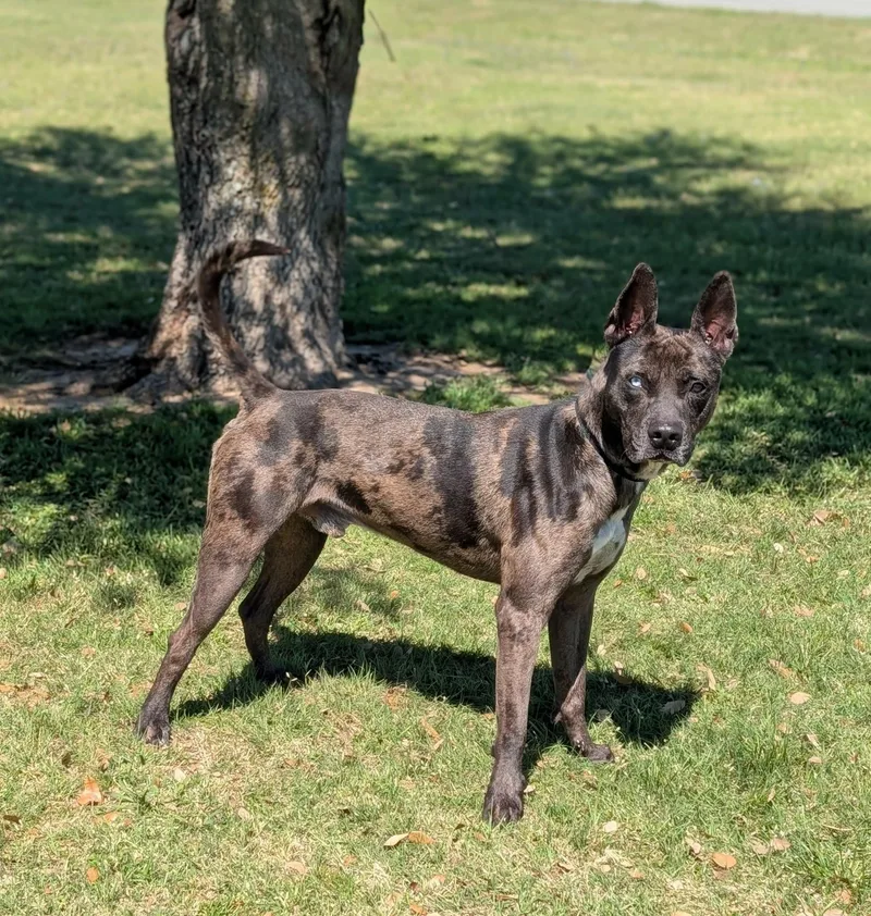 A senior medium-sized male Gray / Blue / Silver Catahoula Leopard Dog dog named Gunner for adoption in Cleburne, TX