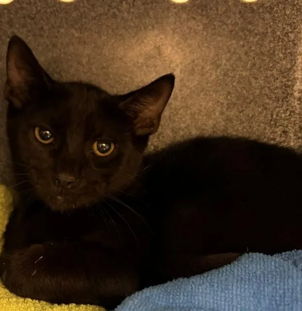A baby small-sized male Domestic Short Hair cat named Mo for adoption in Naples, FL