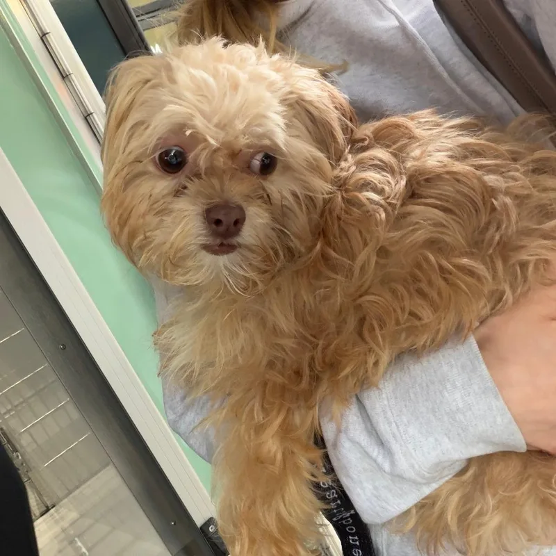 An adult small-sized female Yellow / Tan / Blond / Fawn Terrier dog named Saige for adoption in Brooklyn, NY