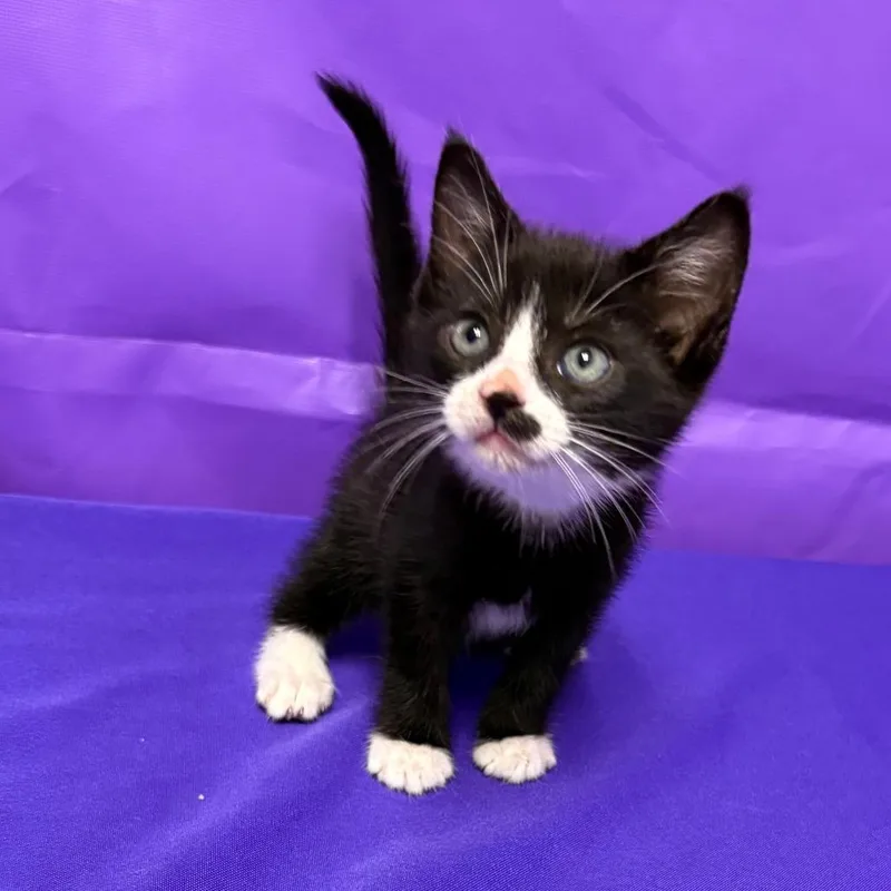 A baby small-sized male Domestic Short Hair cat named Dom for adoption in North Myrtle Beach, SC