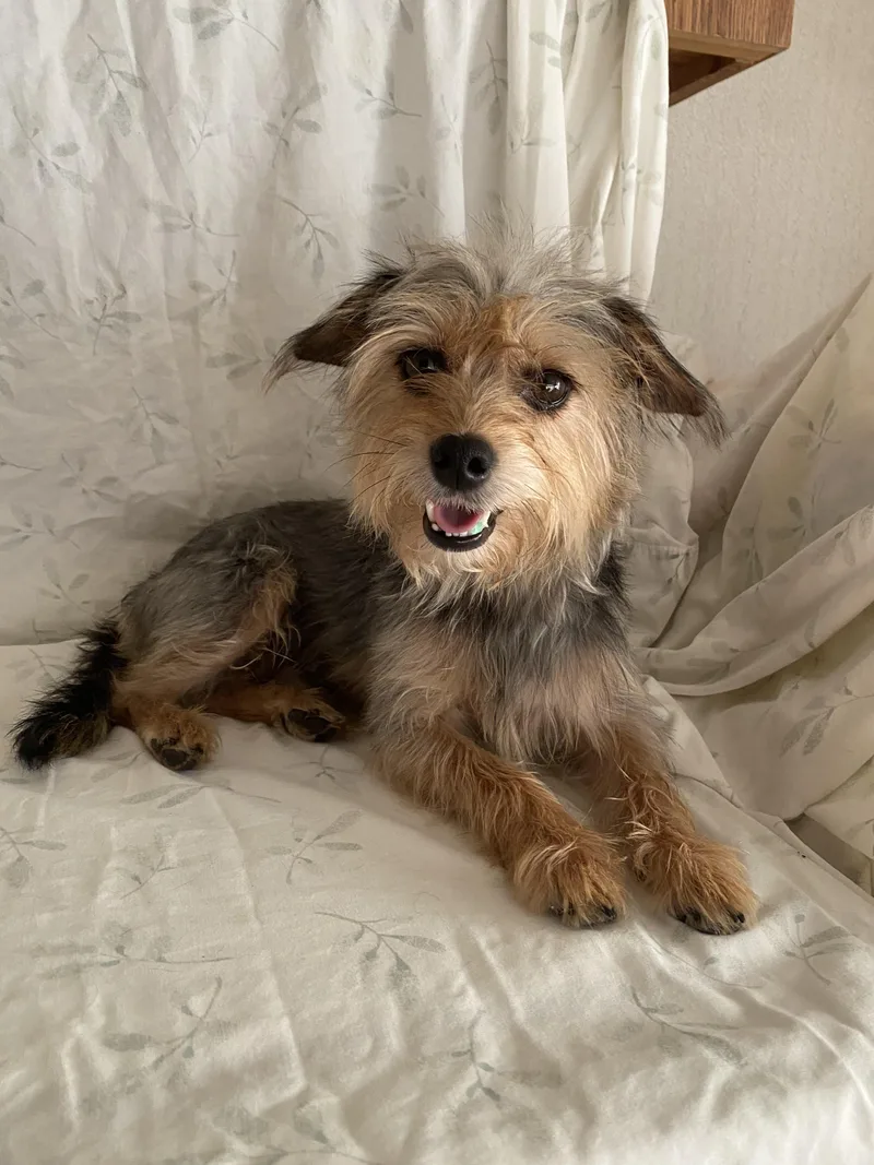 Gizmo