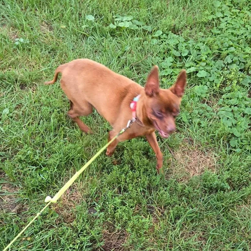 A senior small-sized female Chihuahua dog named Stella for adoption in McHenry, IL