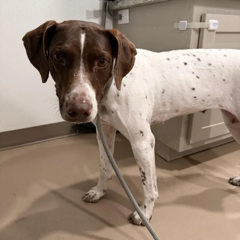 A young medium-sized female White / Cream German Shorthaired Pointer dog named Birdie for adoption in Buchanan Dam, TX