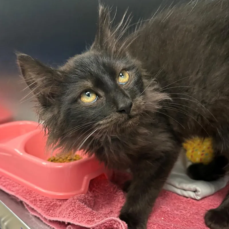 A young medium-sized male Black Domestic Medium Hair cat named Jack for adoption in East Hanover, NJ
