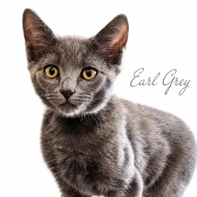 A baby small-sized male Domestic Medium Hair cat named Earl Grey for adoption in Auburn, CA