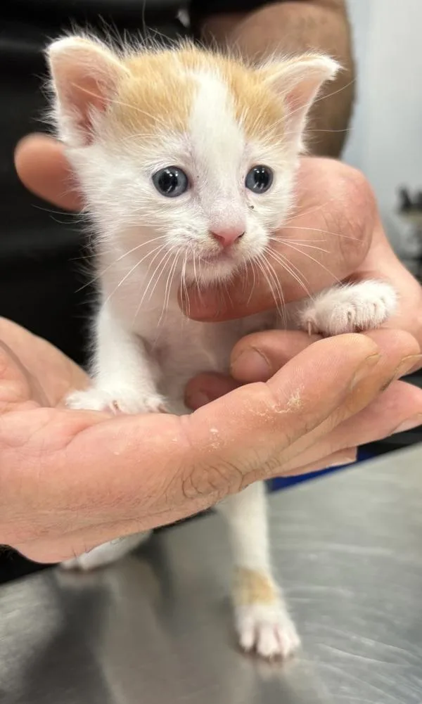 A baby small-sized male Domestic Short Hair cat named Pen for adoption in Lawrenceville, GA