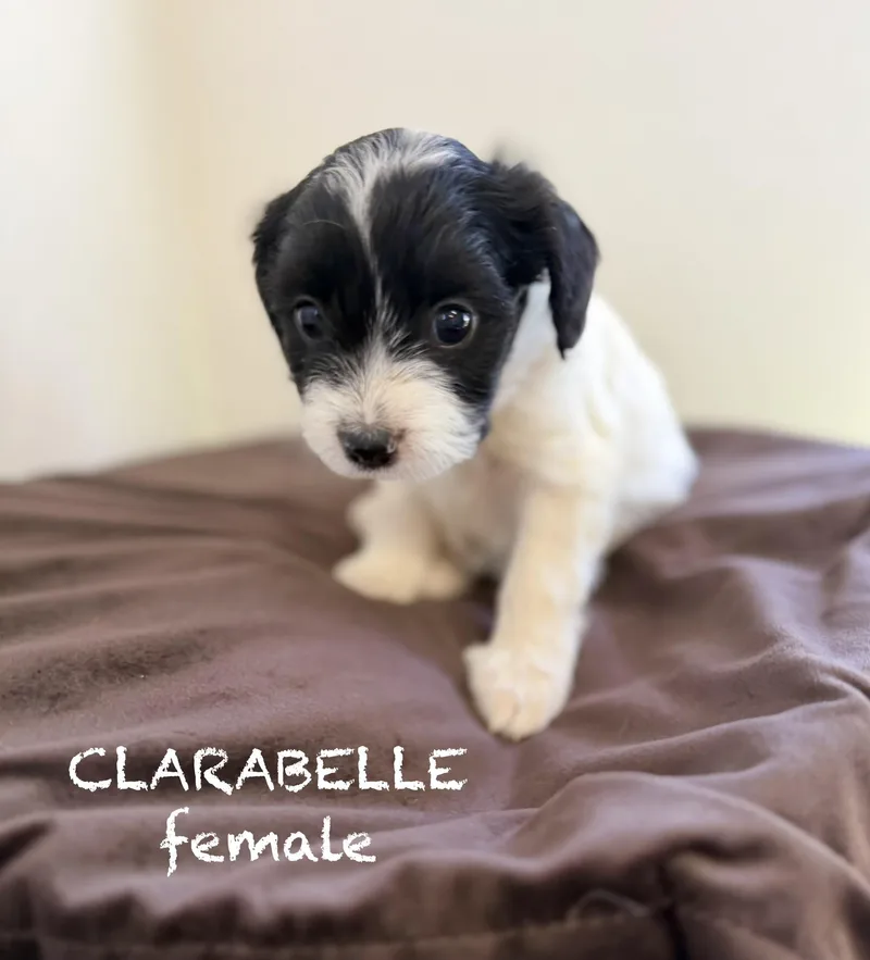 A baby small-sized female White / Cream Terrier dog named Clarabelle for adoption in Sonora, CA