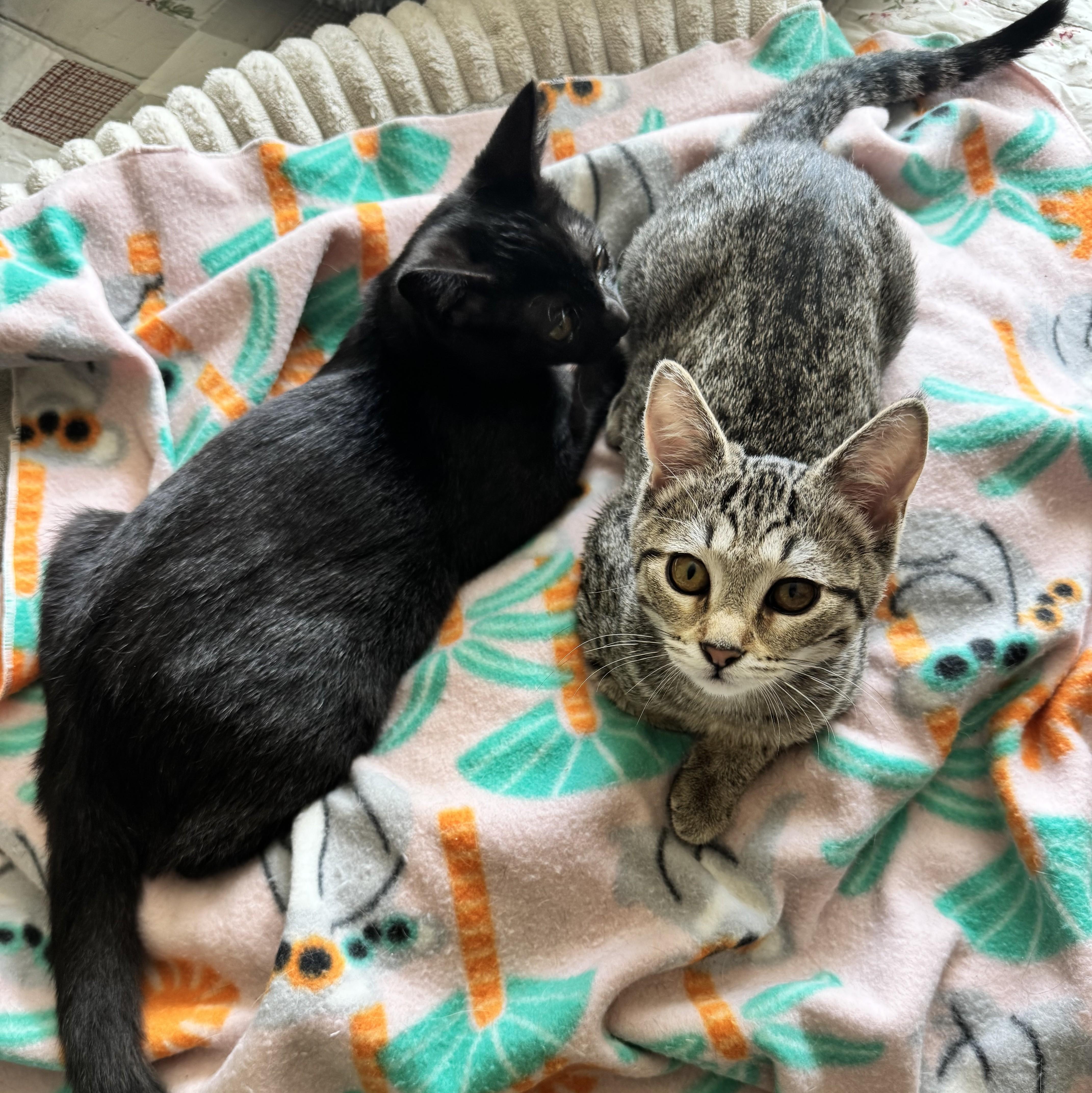 A baby medium-sized female Tabby (Tiger Striped) Domestic Short Hair cat named Jacey bonded with Ali for adoption in Wilsonville, OR