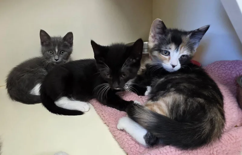 A young medium-sized female Domestic Short Hair cat named Kc for adoption in Ridgecrest, CA