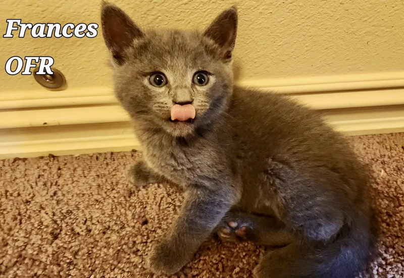 A baby medium-sized female Gray / Blue / Silver Domestic Short Hair cat named Francis for adoption in Owasso, OK