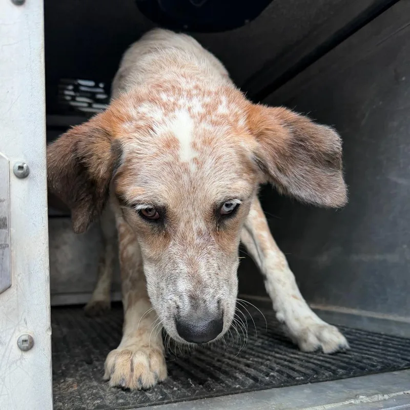 A young medium-sized male White / Cream Cattle Dog dog named Xerox for adoption in Edinburg, TX