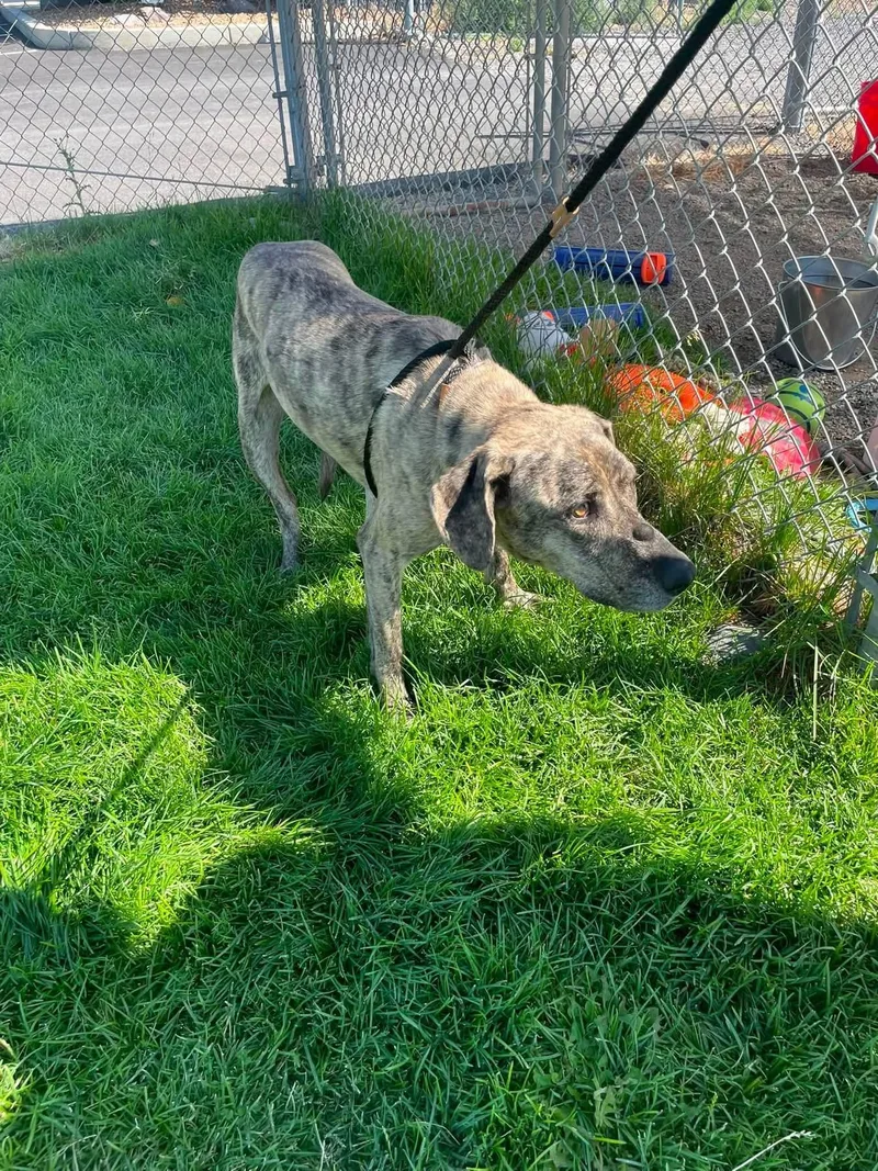 An adult large-sized male Great Dane dog named Duke for adoption in Prineville, OR