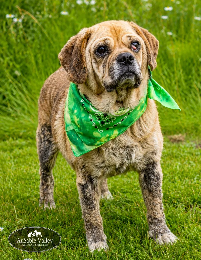 An adult medium-sized male Apricot / Beige Mixed Breed dog named Wiley for adoption in Grayling, MI