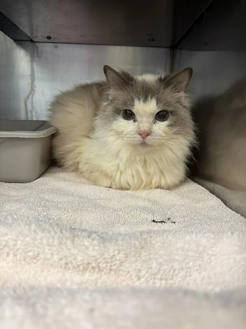 An adult medium-sized female White Ragdoll cat named Squeak for adoption in Burgaw, NC